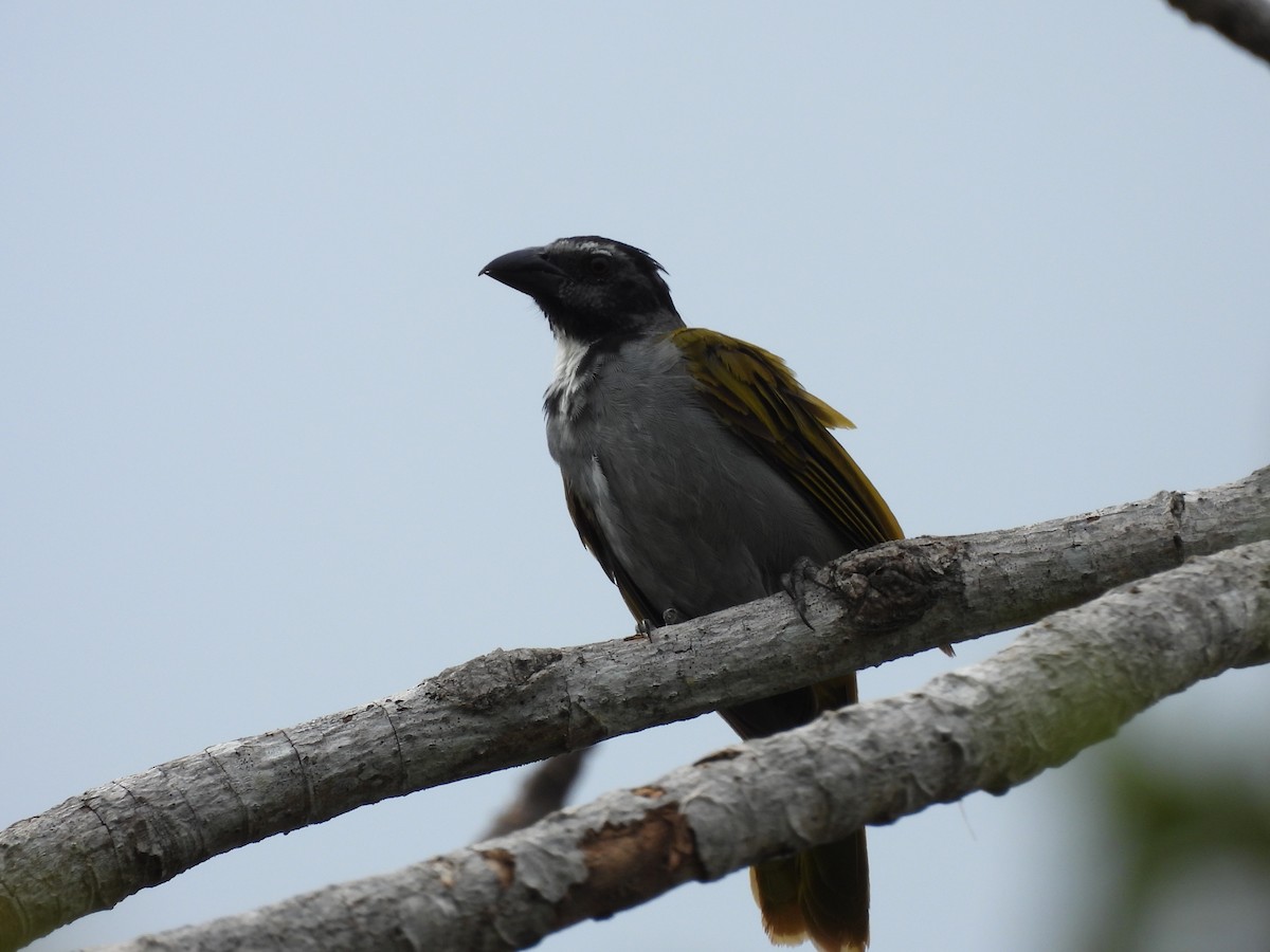 Black-headed Saltator - ML642338354