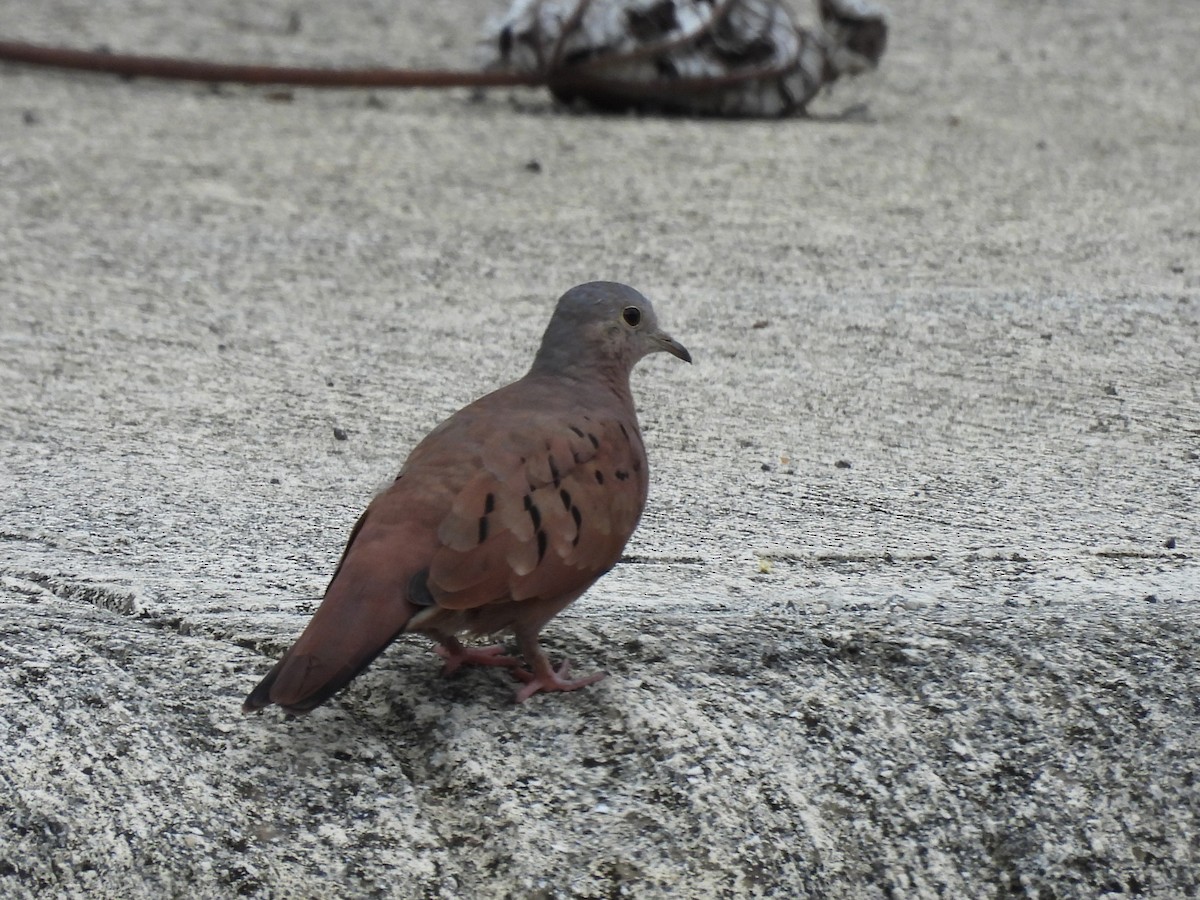Ruddy Ground Dove - ML642338366