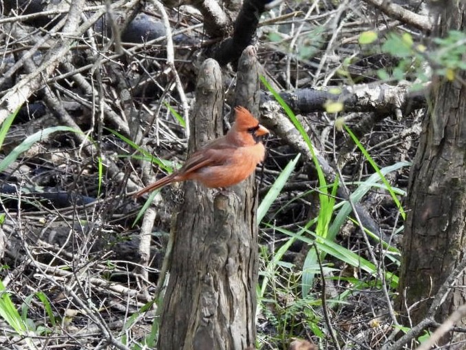 Northern Cardinal - ML642338381