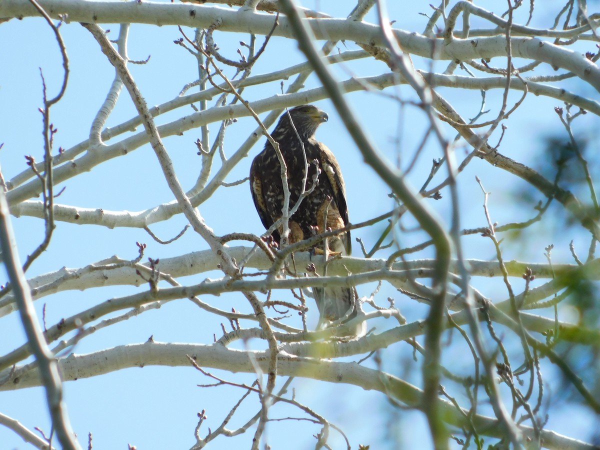 Harris's Hawk - ML642338389