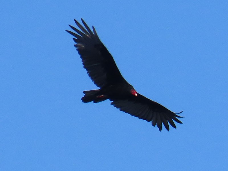 Turkey Vulture - ML642338390
