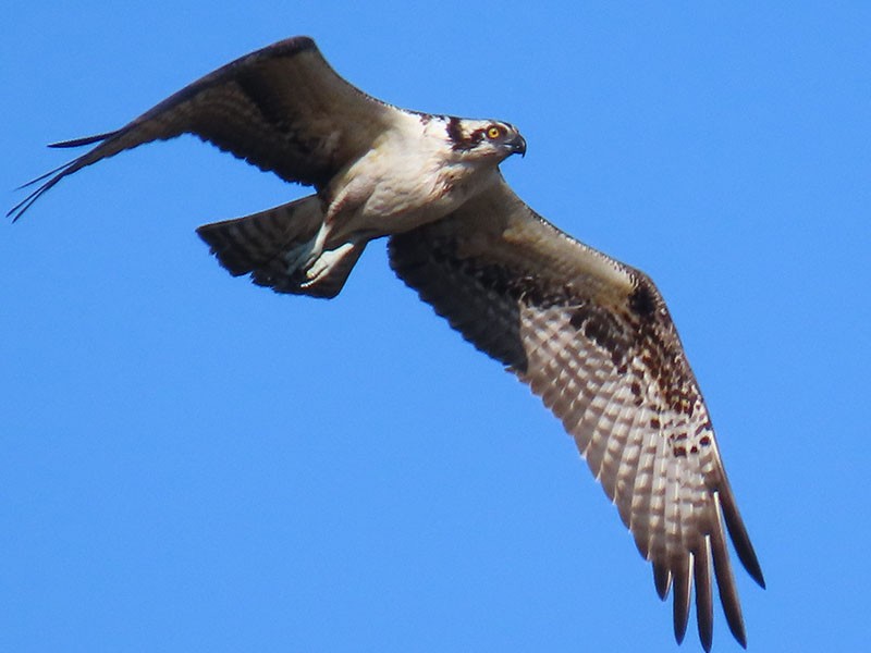 Osprey (American) - ML642338396