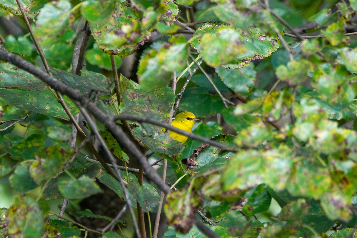 Blue-winged Warbler - ML642338414