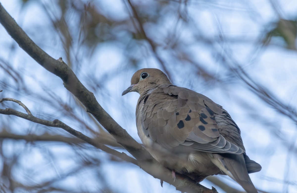 Mourning Dove - ML642338446