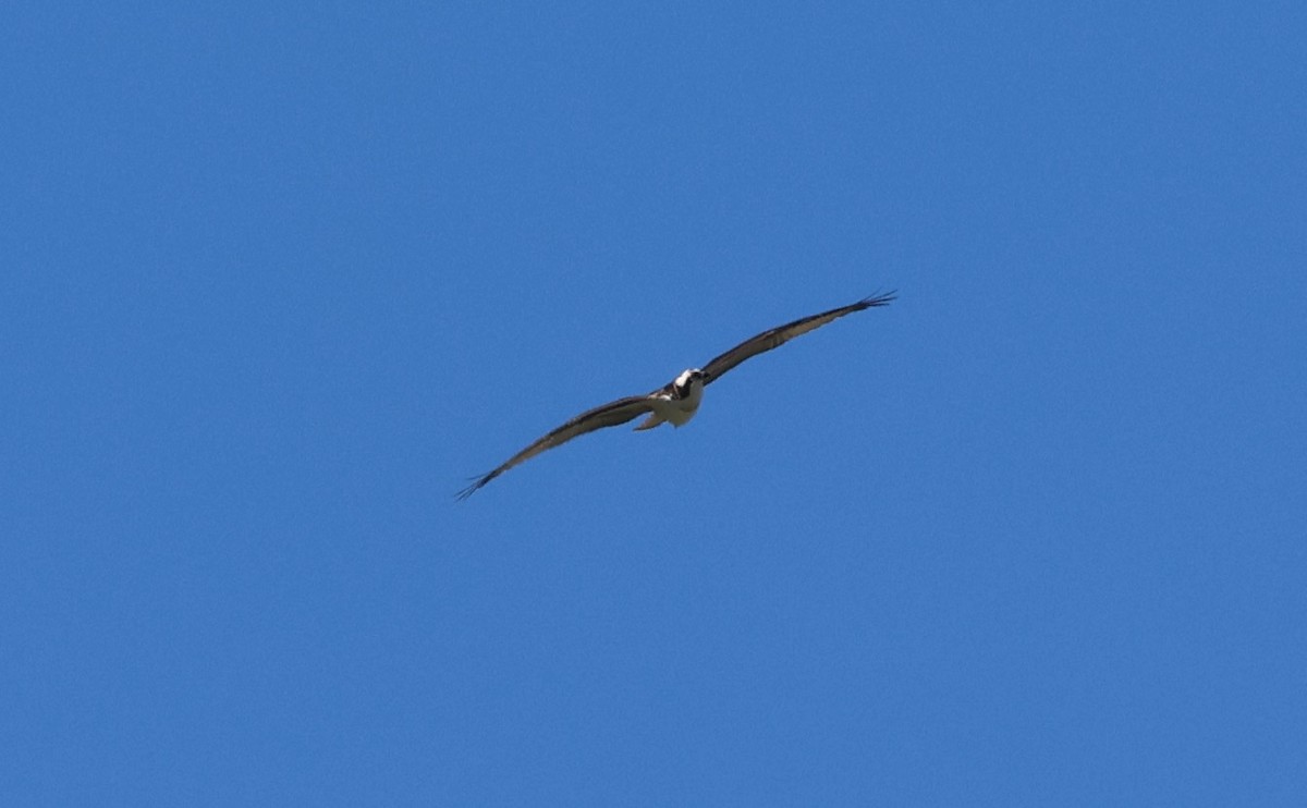 Osprey - ML642338450