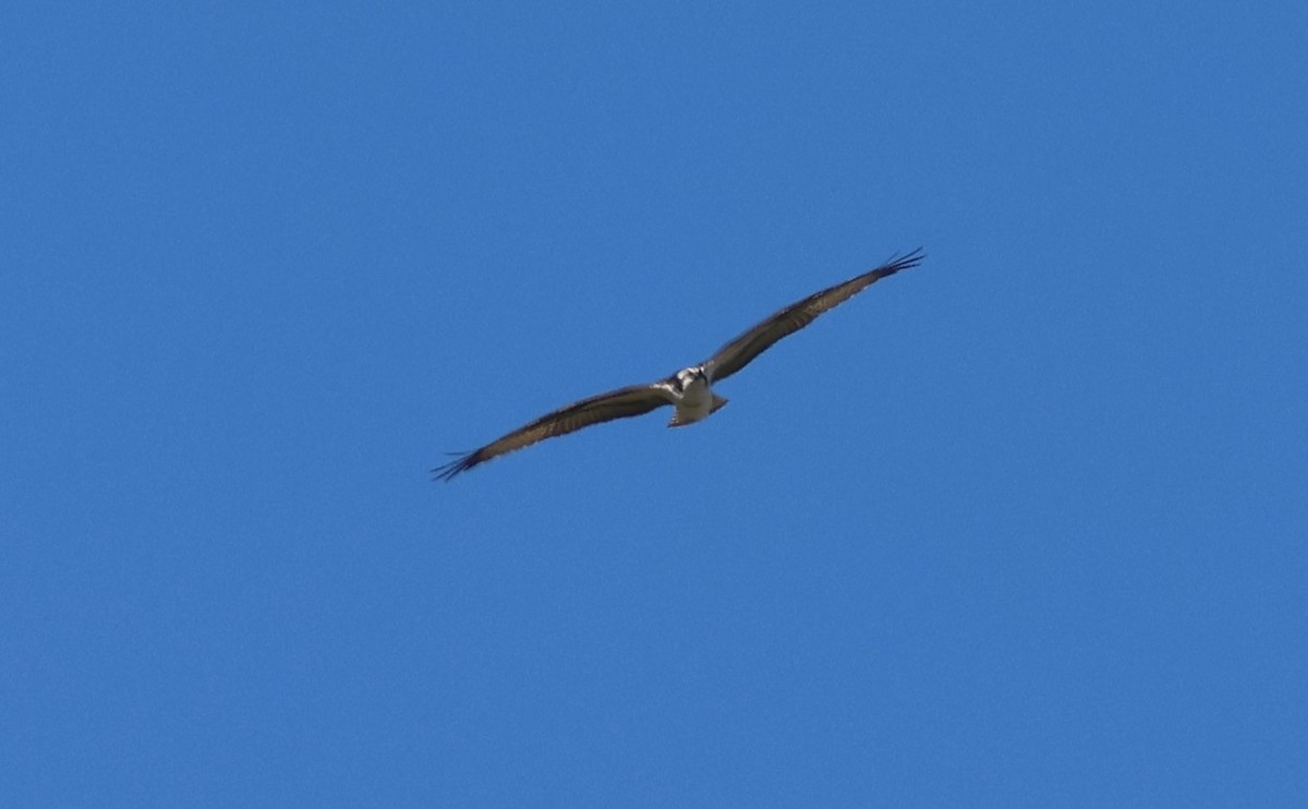 Osprey - ML642338451