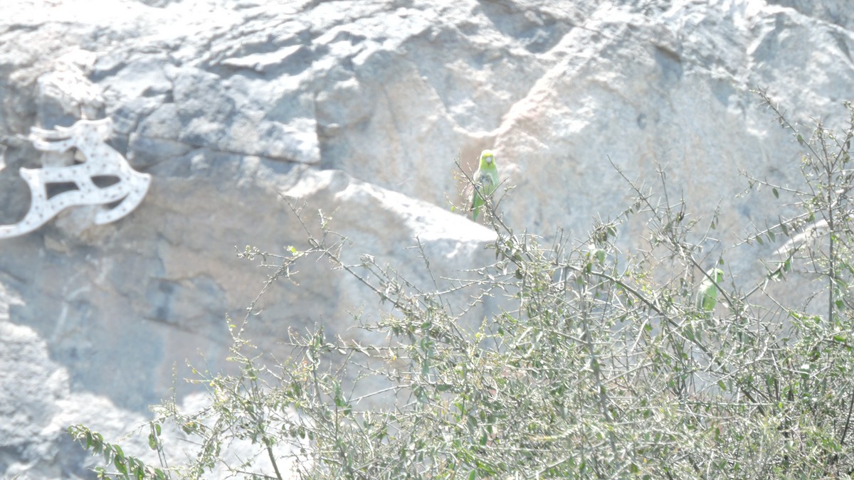Pacific Parrotlet - ML642338474