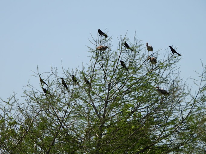 White Ibis - ML642338481