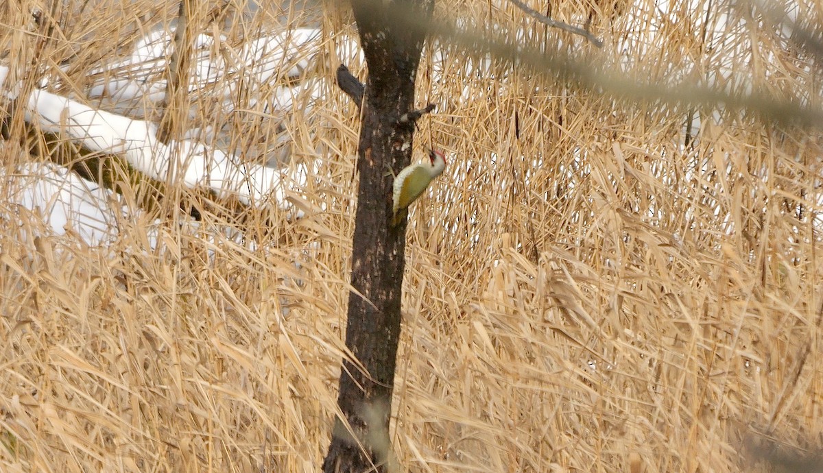Japanese Woodpecker - ML642338488