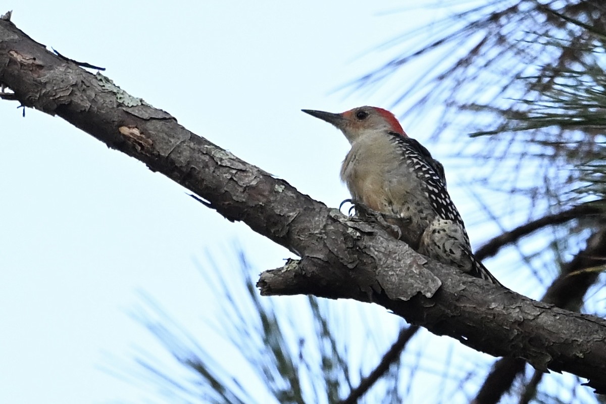 Red-bellied Woodpecker - ML642338492