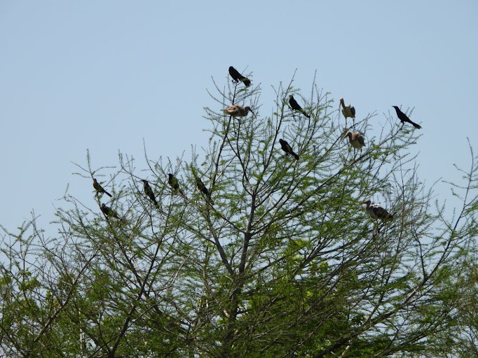 Boat-tailed Grackle - ML642338497