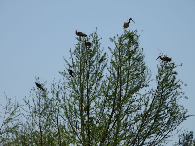 White Ibis - ML642338502