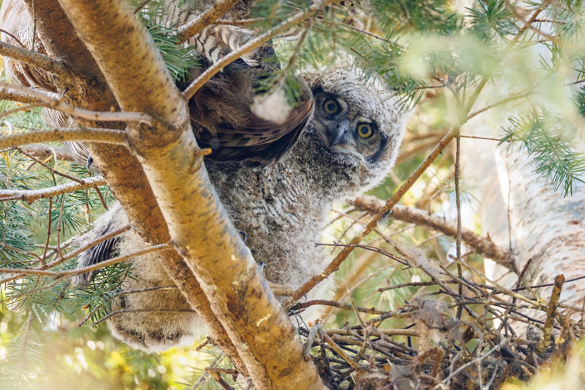 Great Horned Owl - ML642338503