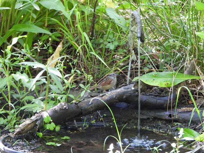 Swamp Sparrow - ML642338511