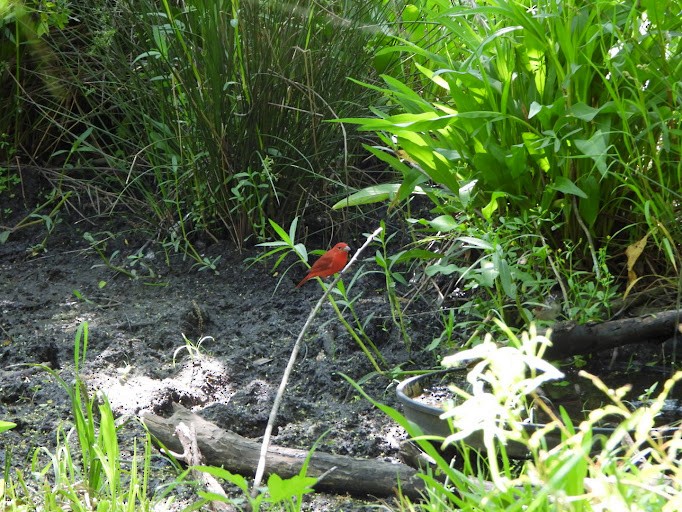 Summer Tanager - ML642338527