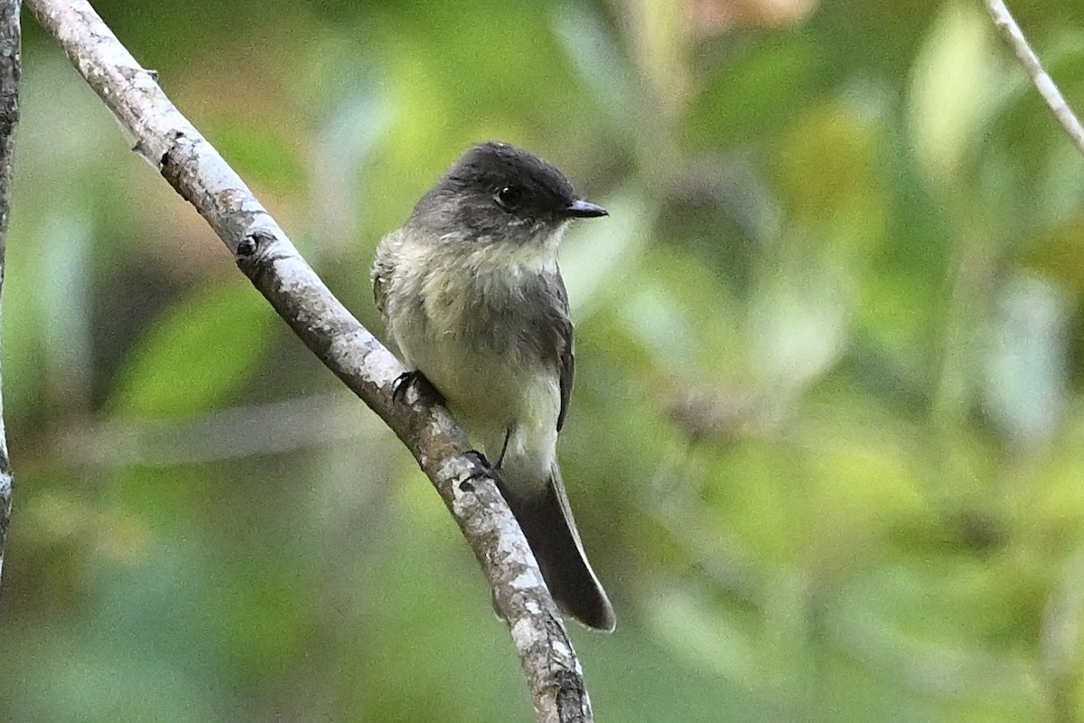 Eastern Phoebe - ML642338541