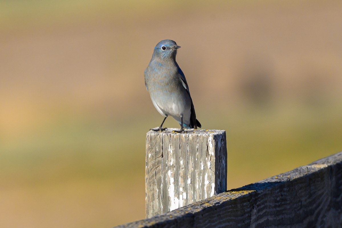 Mountain Bluebird - ML642338562