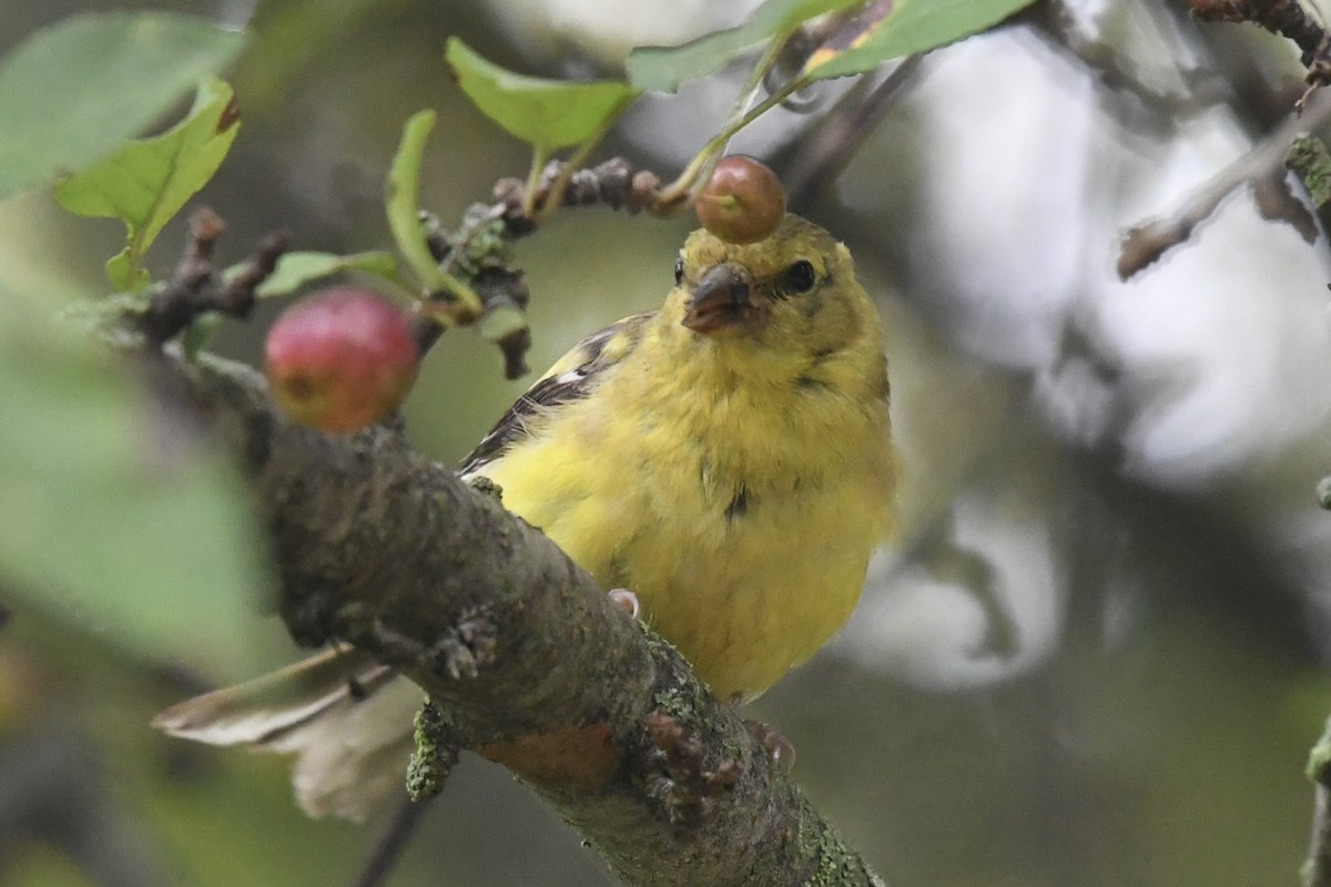 American Goldfinch - ML642338569