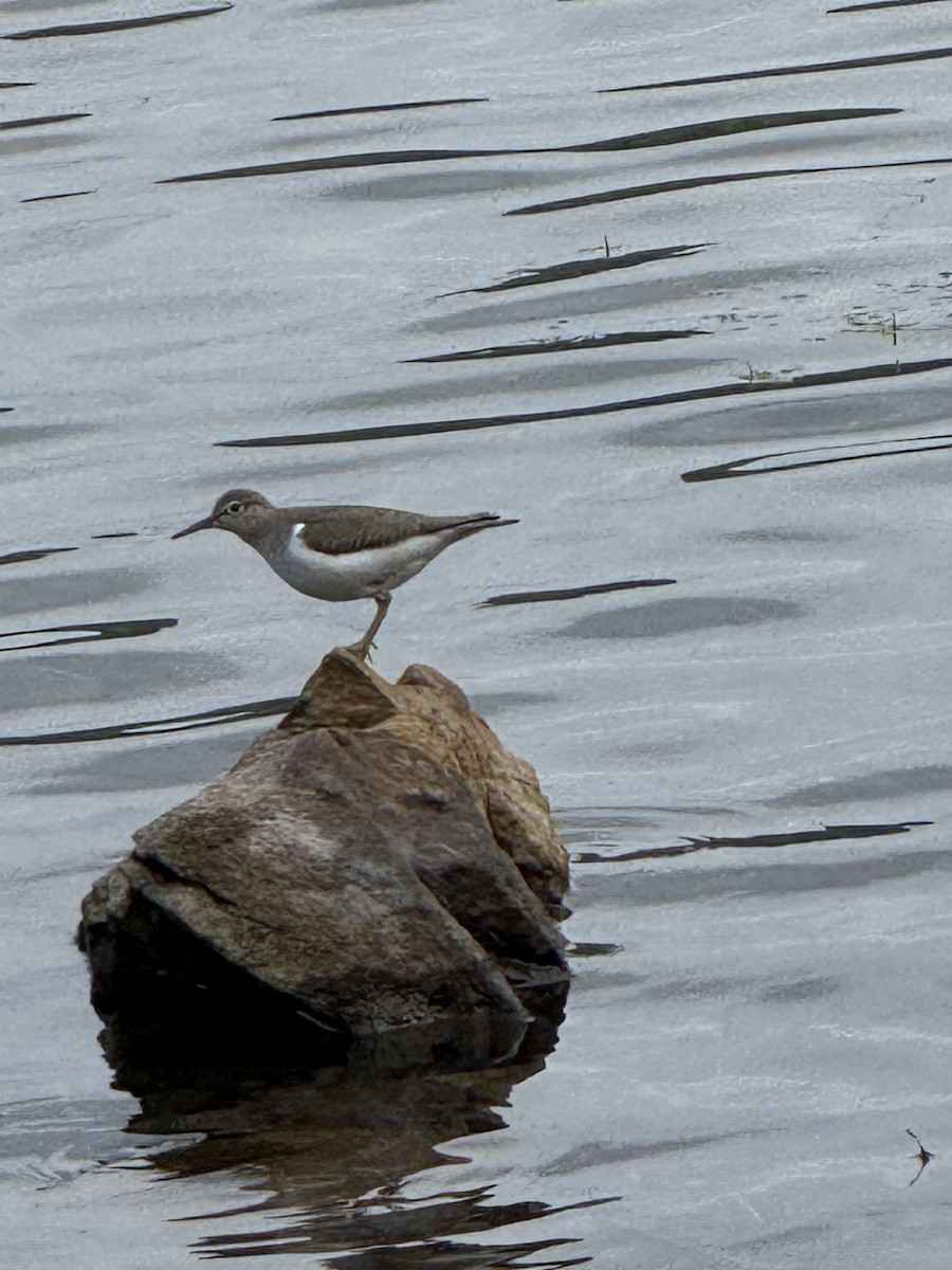 Spotted Sandpiper - ML642338579