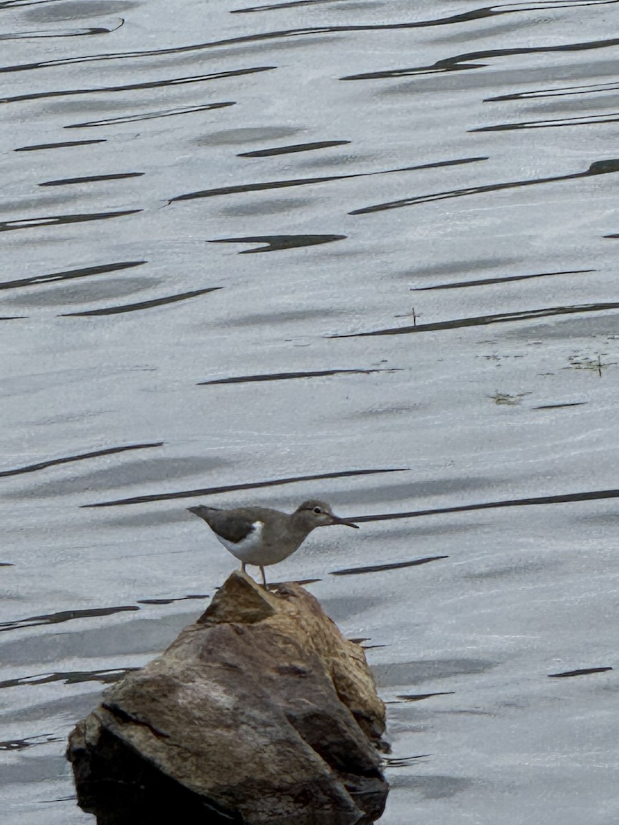 Spotted Sandpiper - ML642338580