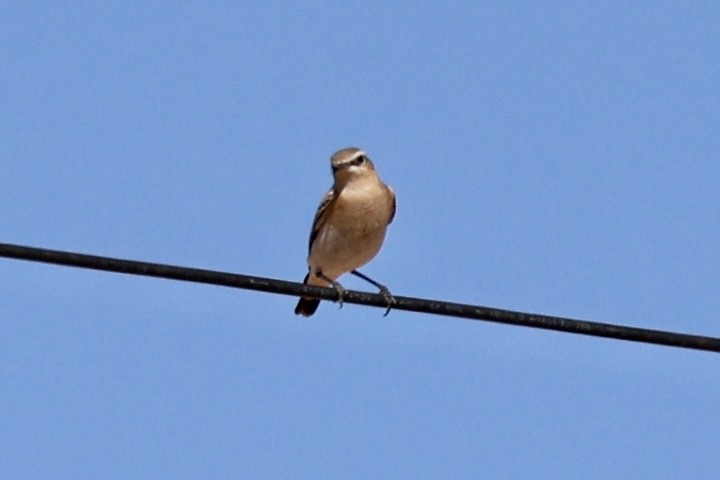 Northern Wheatear - ML642338585
