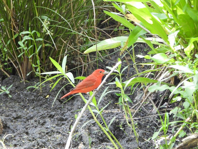 Summer Tanager - ML642338587