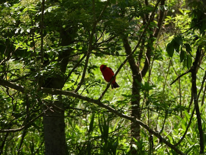 Scarlet Tanager - ML642338588