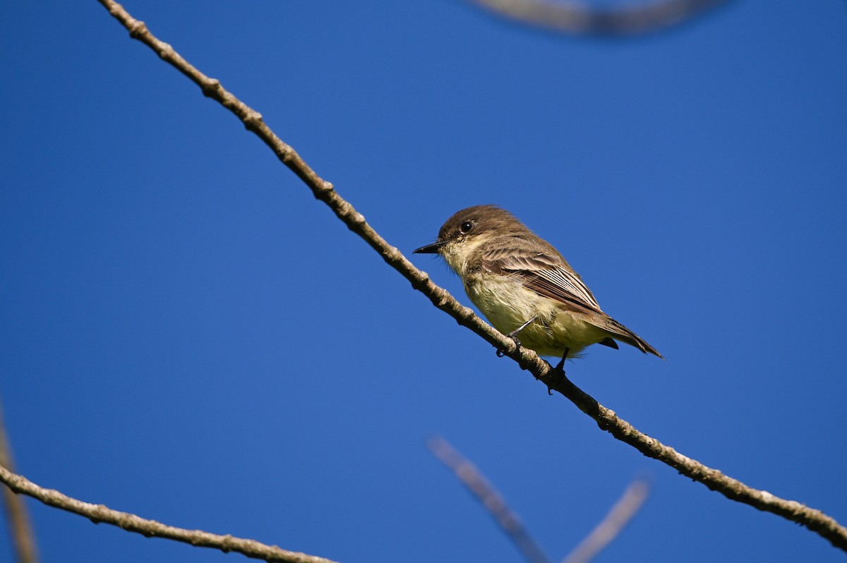 Eastern Phoebe - ML642338589