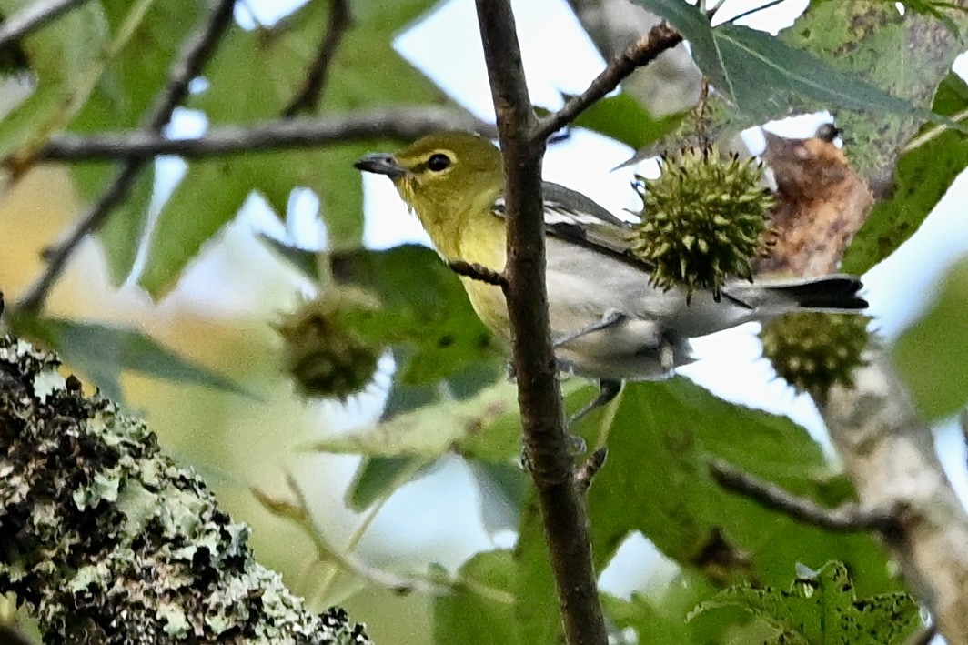 Yellow-throated Vireo - ML642338595