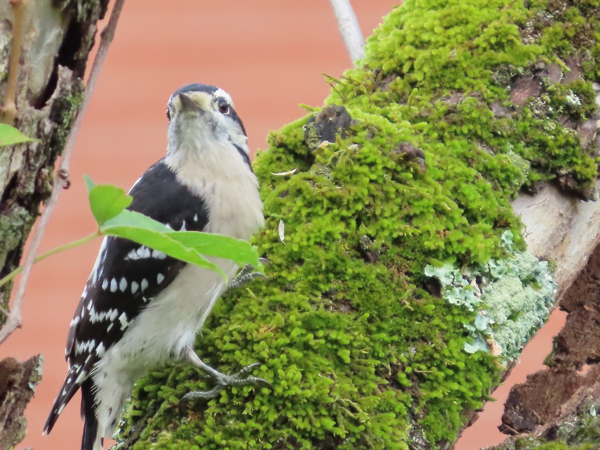 Downy Woodpecker - ML642338597