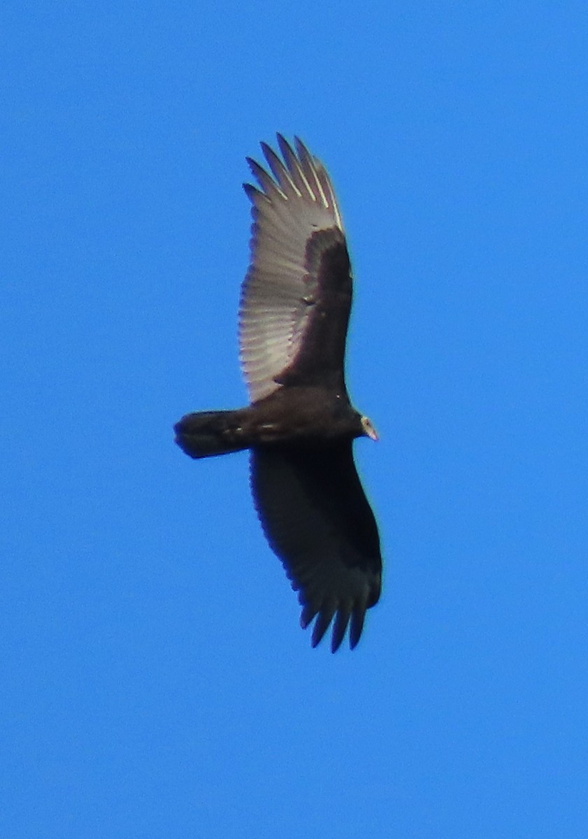 Turkey Vulture - ML642338603