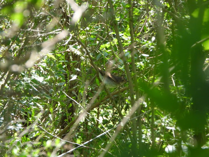Swainson's Thrush - ML642338604