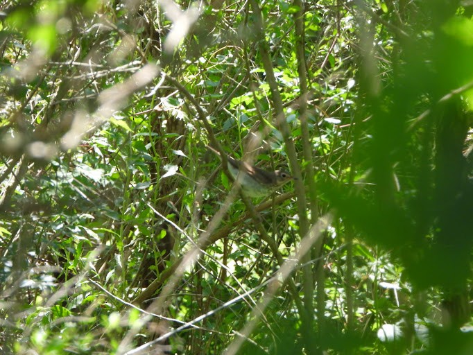 Swainson's Thrush - ML642338608