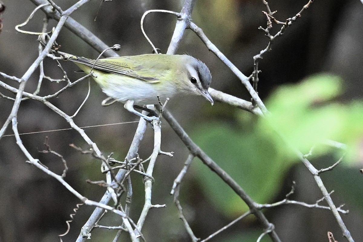 Red-eyed Vireo - ML642338609