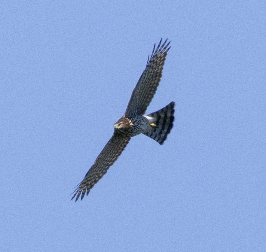 Cooper's Hawk - ML642338616