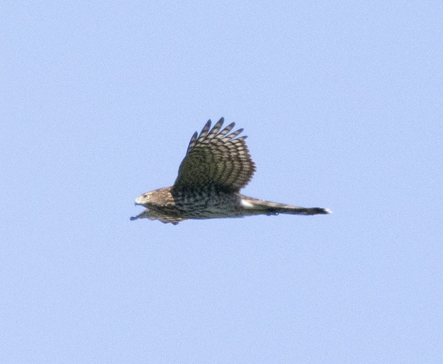 Cooper's Hawk - ML642338617