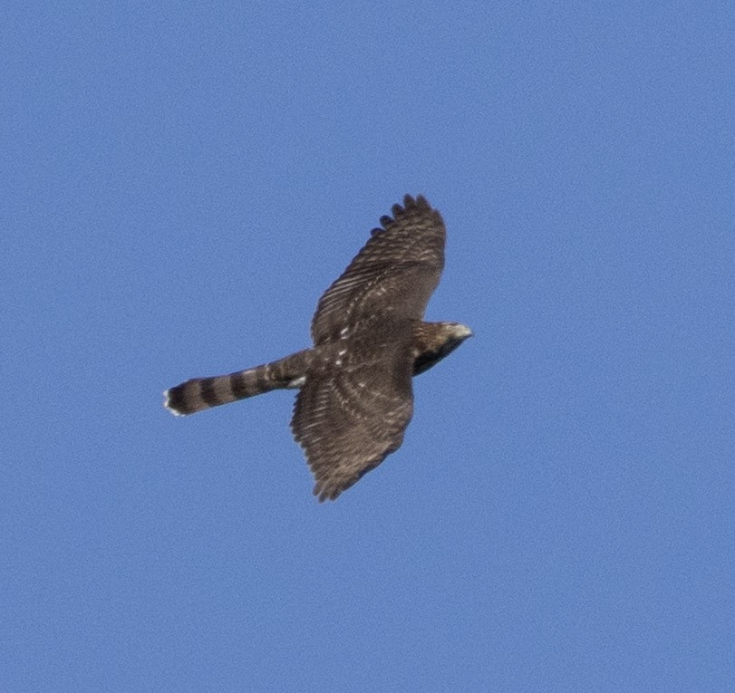 Cooper's Hawk - ML642338618