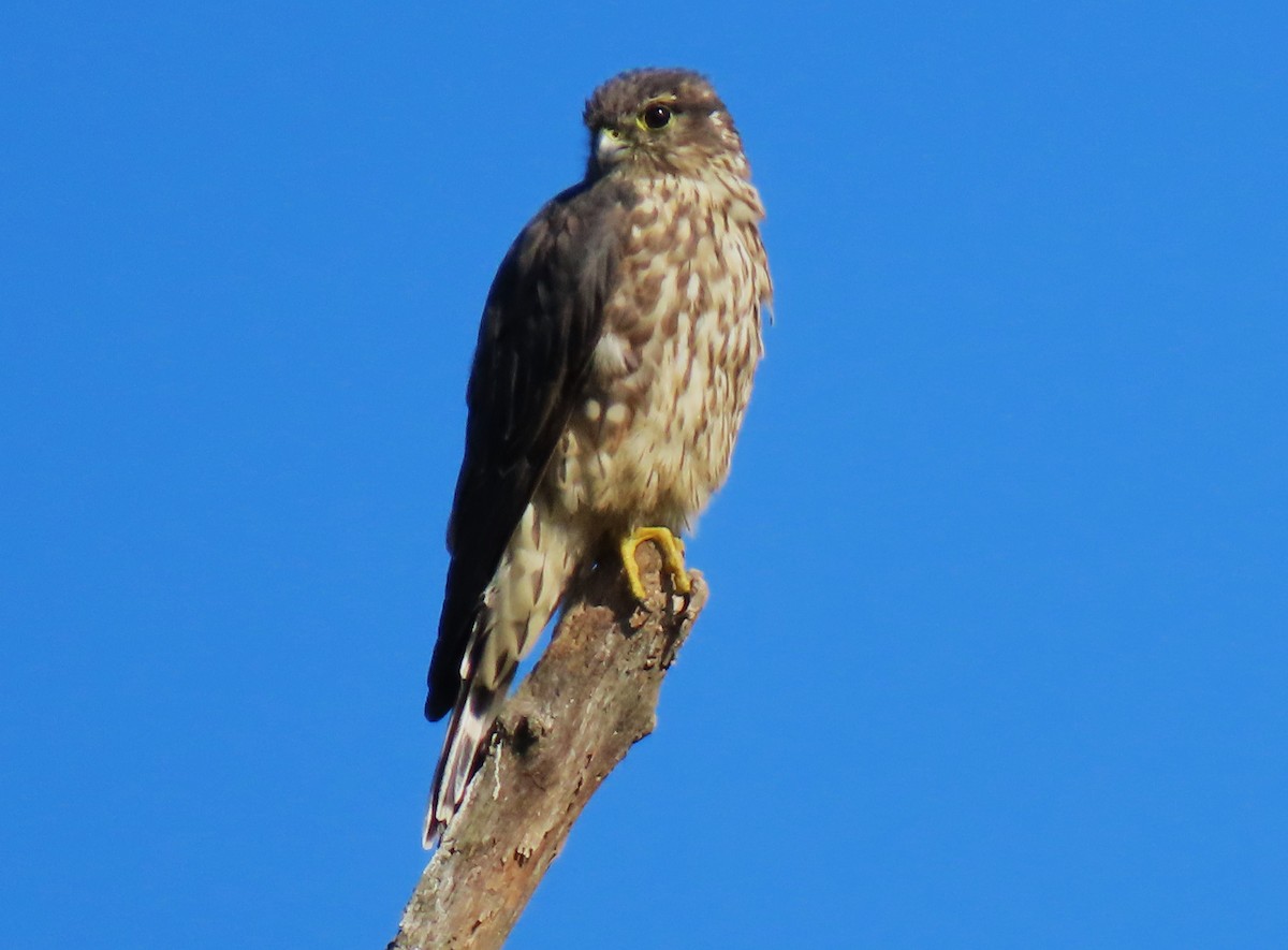 Merlin - ML642338621