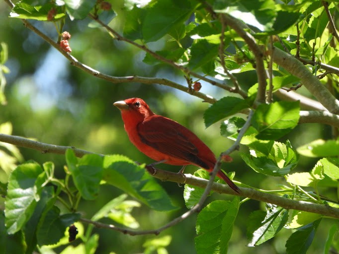Summer Tanager - ML642338622