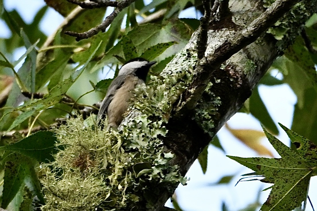 Carolina Chickadee - ML642338636