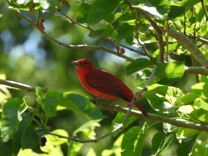 Summer Tanager - ML642338643