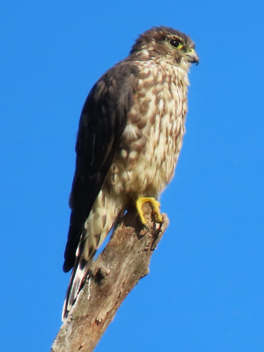 Merlin - ML642338646