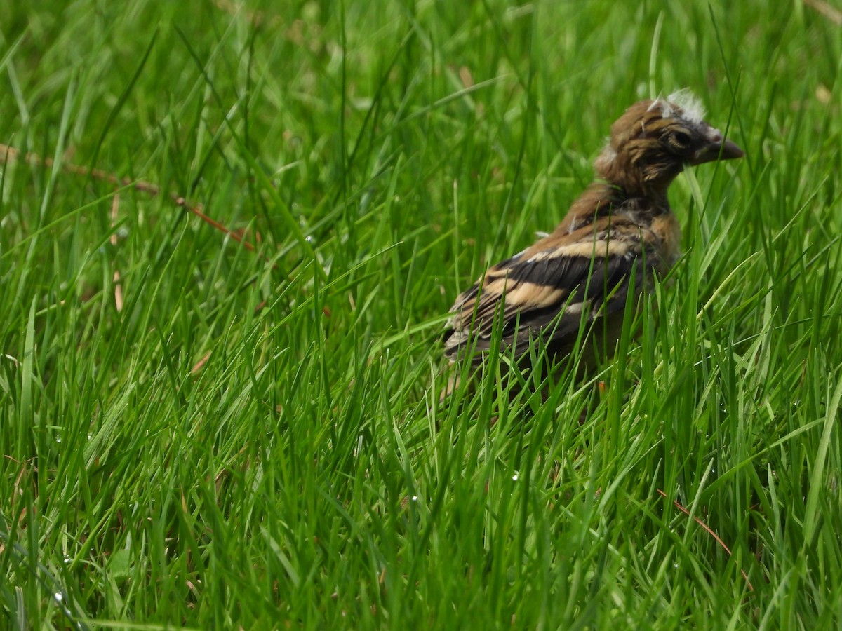 American Goldfinch - ML642338652