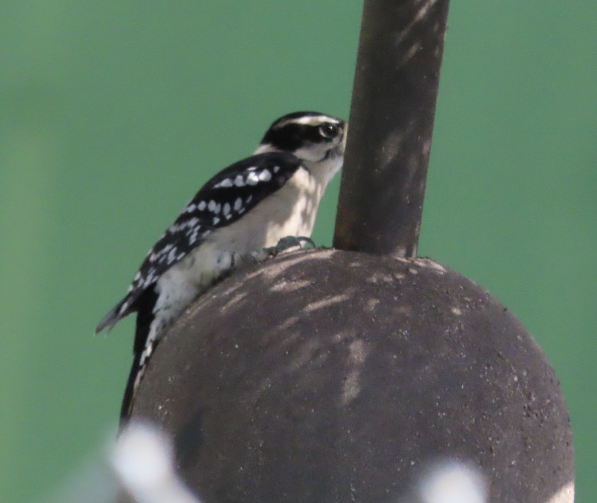 Downy Woodpecker - ML642338656