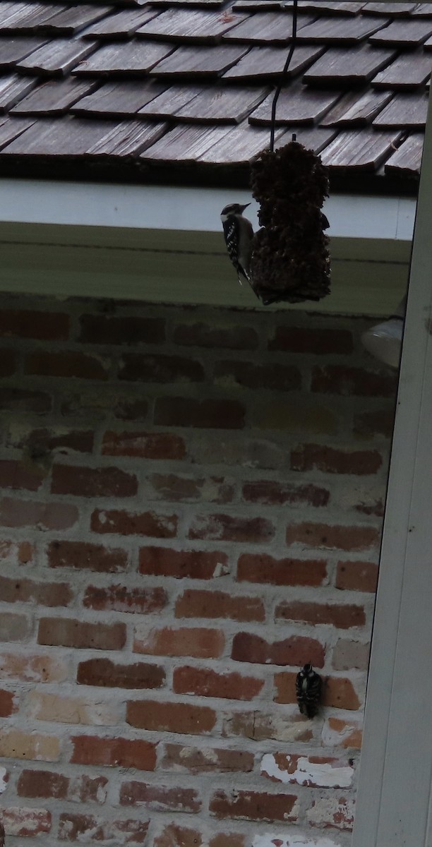 Downy Woodpecker - ML642338657