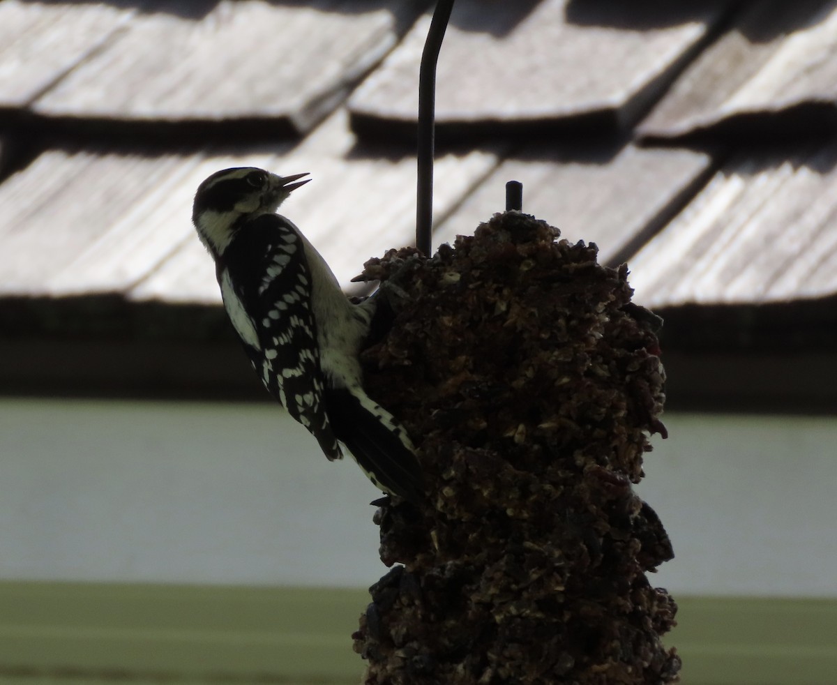 Downy Woodpecker - ML642338658