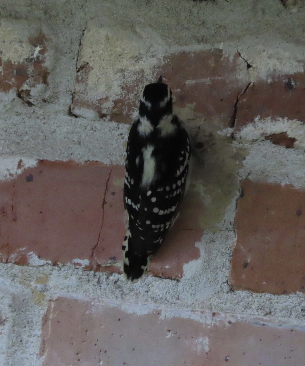 Downy Woodpecker - ML642338659