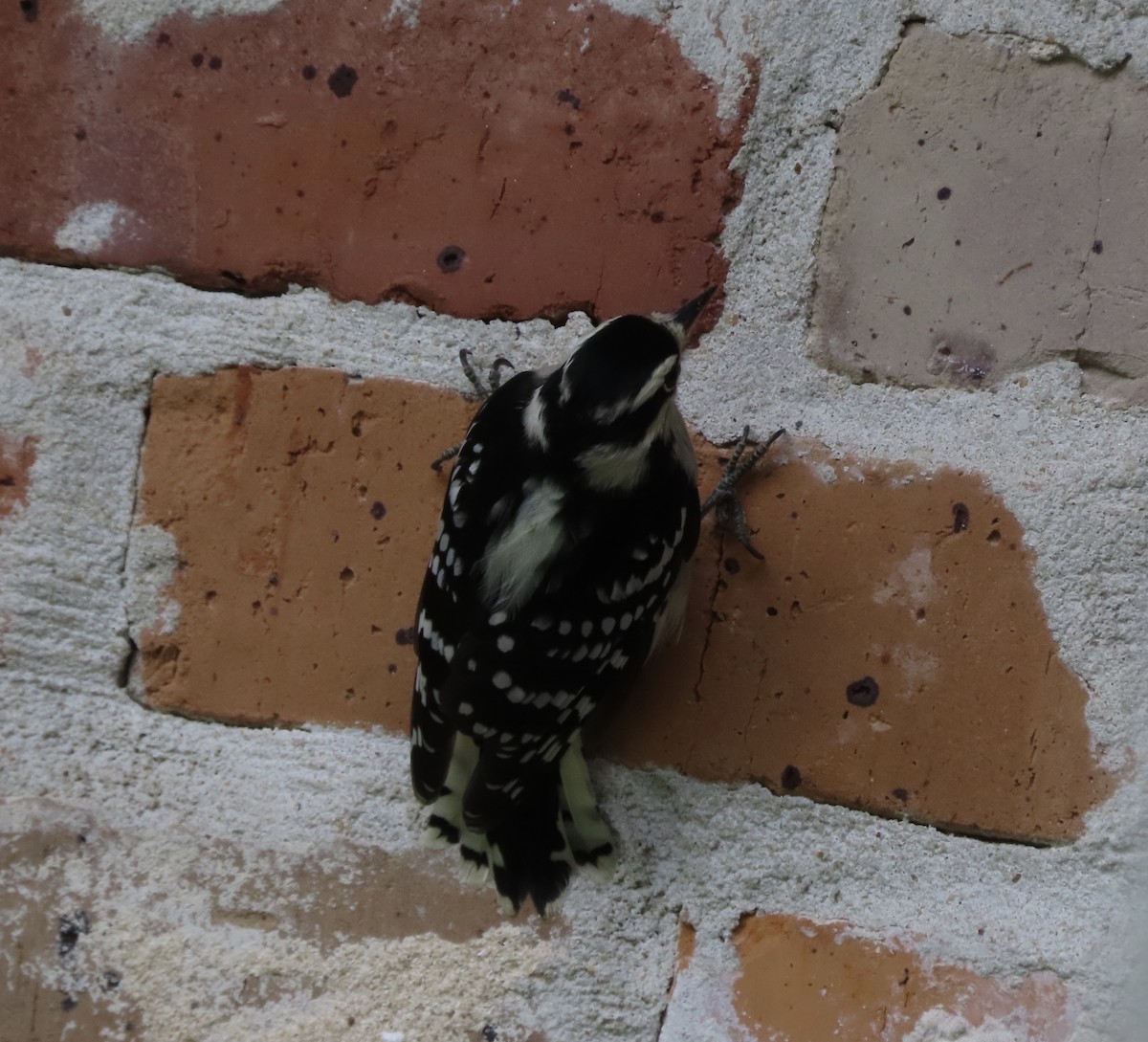 Downy Woodpecker - ML642338660