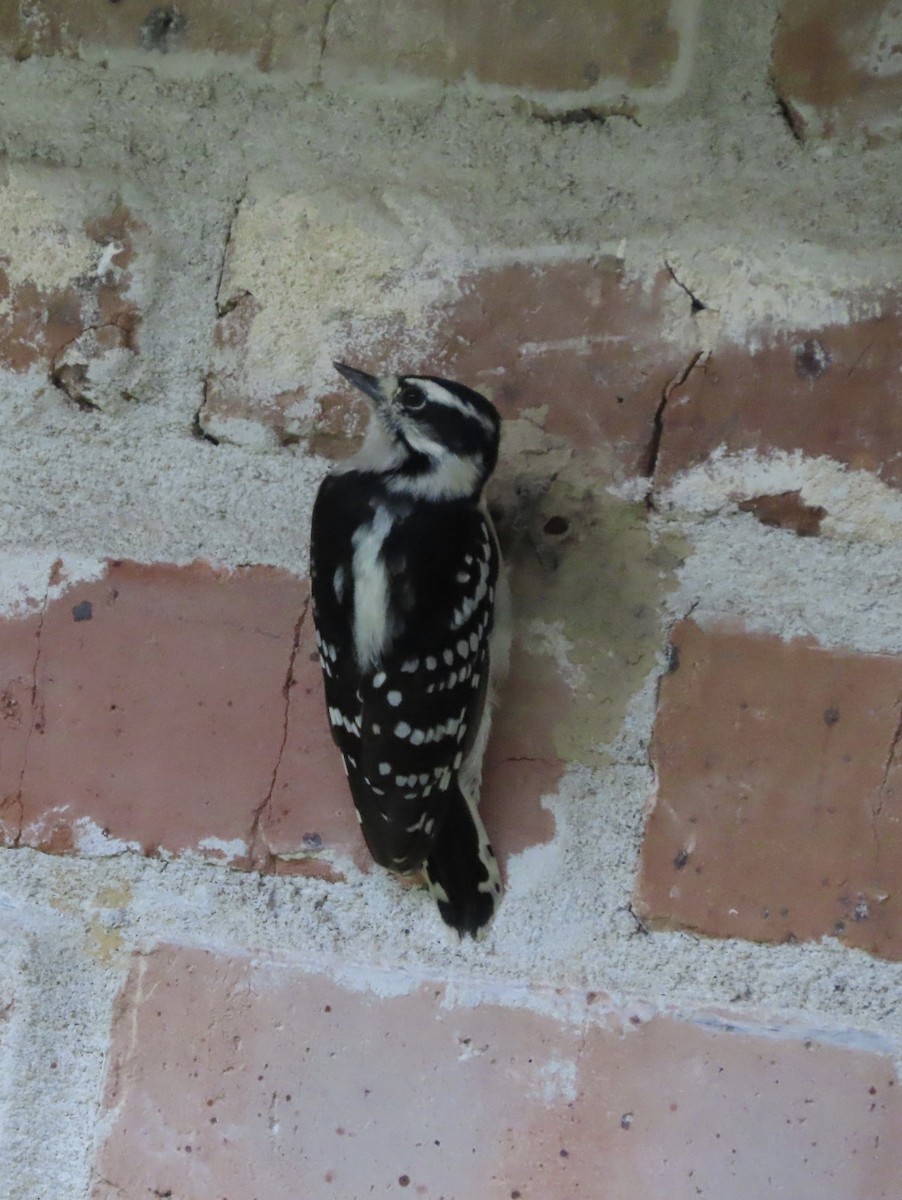Downy Woodpecker - ML642338661