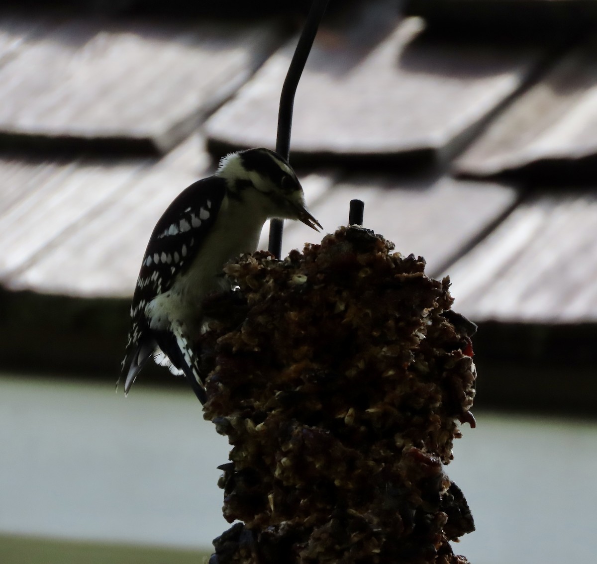 Downy Woodpecker - ML642338662